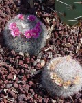 Mammillaria Bocasana