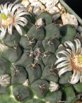 Mammillaria Boelderliana