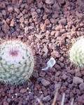 Mammillaria Bombycina