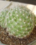 Mammillaria Boolii