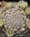 Mammillaria Brachytrichion