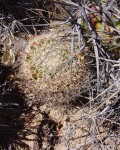 Mammillaria Brandegeei