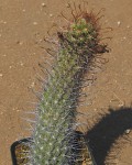 Mammillaria Capensis