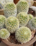 Mammillaria Carmenae