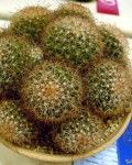 Mammillaria Carretii