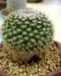 Mammillaria Coahuilensis