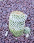 Mammillaria Columbiana