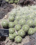 Mammillaria Compressa