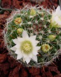 Mammillaria Crinita