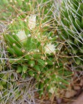 Mammillaria Decipiens