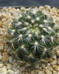 Mammillaria Deherdtiana