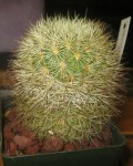 Mammillaria Densispina