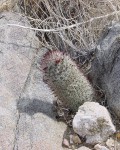 Mammillaria Dioica