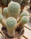 Mammillaria Discolor