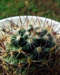 Mammillaria Duoformis