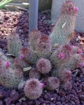 Mammillaria Elongata