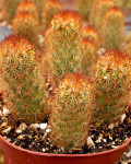 Mammillaria elongata 'Copper King'