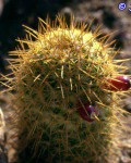 Mammillaria Eriacantha