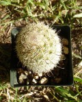 Mammillaria Estebanensis