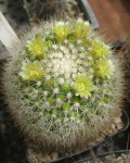 Mammillaria Evermanniana