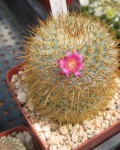 Mammillaria Flavicentra