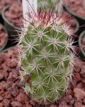 Mammillaria Fraileana