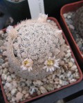 Mammillaria Gasseriana