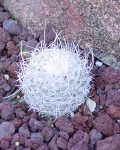 Mammillaria Geminispina