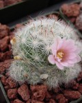 Mammillaria Glassii