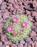 Mammillaria Glochidiata