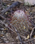 Mammillaria Grahamii