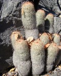 Mammillaria Guerreronis