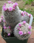 Mammillaria Guillauminiana