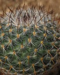 Mammillaria Halbingeri