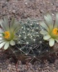 Mammillaria Heidiae