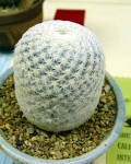 Mammillaria Herrerae