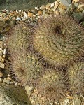 Mammillaria Hertrichiana