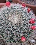 Mammillaria Heyderi