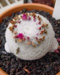 Mammillaria Humboldtii