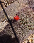 Mammillaria Hutchisoniana