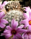 Mammillaria Insularis