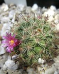 Mammillaria Jaliscana