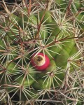 Mammillaria Johnstonii