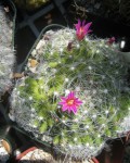 Mammillaria Kraehenbuehlii