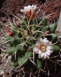 Mammillaria Krameri