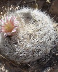 Mammillaria Lasiacantha