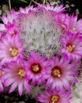 Mammillaria Lauii