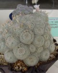 Mammillaria Lenta