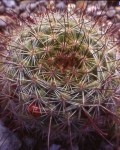 Mammillaria Limonensis