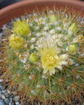 Mammillaria Lindsayi